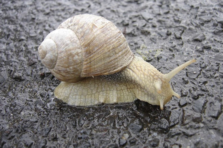 Snail - Wikipedia