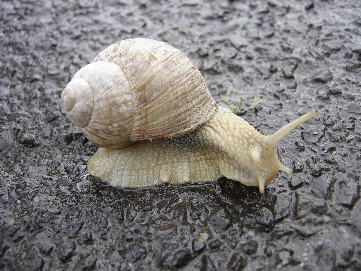 Snail - Wikipedia Snail - Wikipedia