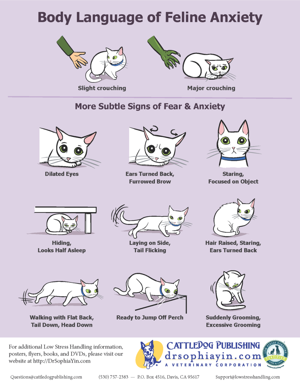 Stress in cats – our perceptions – Richmond Veterinary Clinic Stress In Cats – Our Perceptions – Richmond Veterinary Clinic