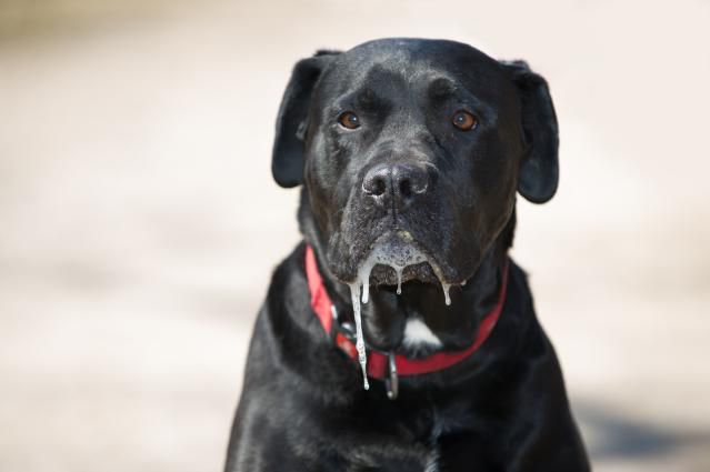 10 Dog Breeds That Drool the Most 10 Dog Breeds That Drool The Most