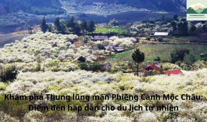 Khám phá Thung lũng mận Phiêng Cành Mộc Châu: Điểm đến hấp dẫn cho du lịch tự nhiên