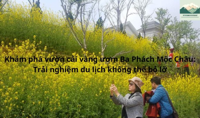 Khám phá vườn cải vàng ươm Ba Phách Mộc Châu: Trải nghiệm du lịch không thể bỏ lỡ