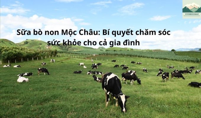 Sữa bò non Mộc Châu: Bí quyết chăm sóc sức khỏe cho cả gia đình