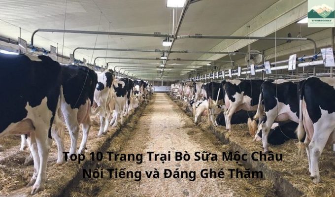 Top 10 Trang Trại Bò Sữa Mộc Châu Nổi Tiếng và Đáng Ghé Thăm