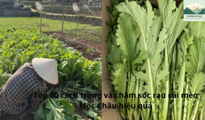 Top 10 cách trồng và chăm sóc rau cải mèo Mộc Châu hiệu quả