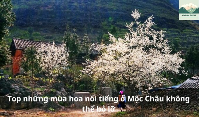 Top những mùa hoa nổi tiếng ở Mộc Châu không thể bỏ lỡ