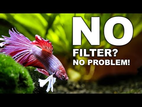 No Filter Betta Fish Tank: Explained - Youtube